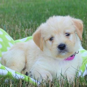 Nacho, Labradoodle-Miniature Puppy