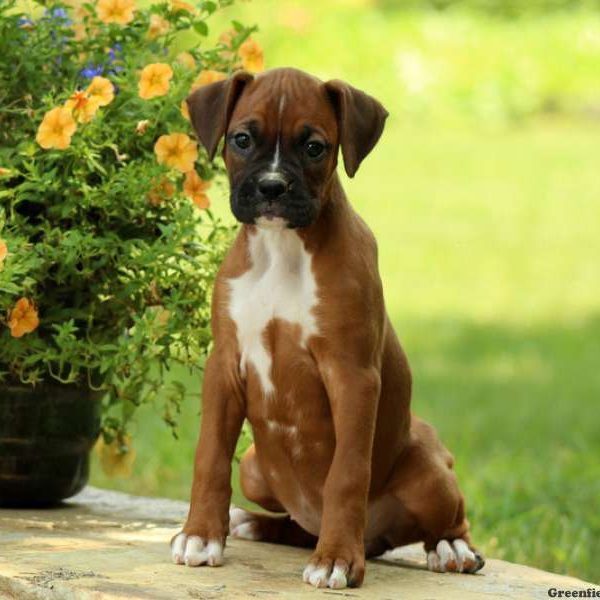 Naddie, Boxer Puppy