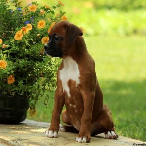 Naddie, Boxer Puppy