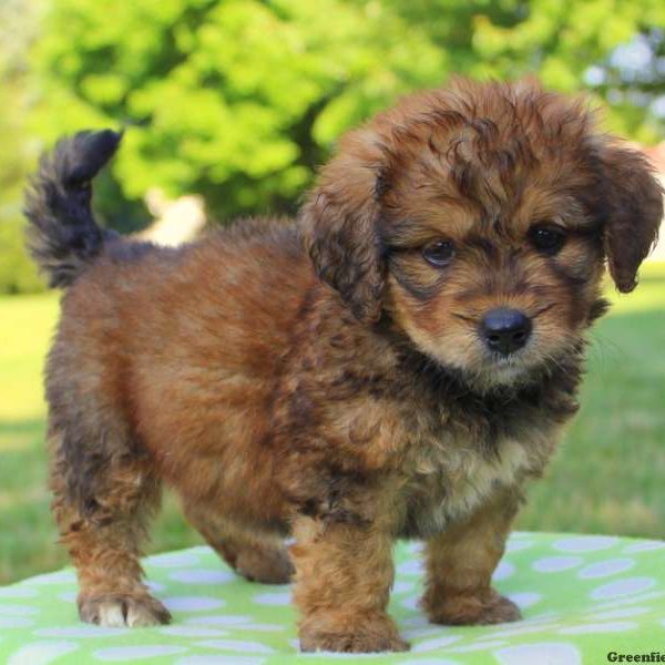 Nadene, Bernedoodle-Miniature Puppy