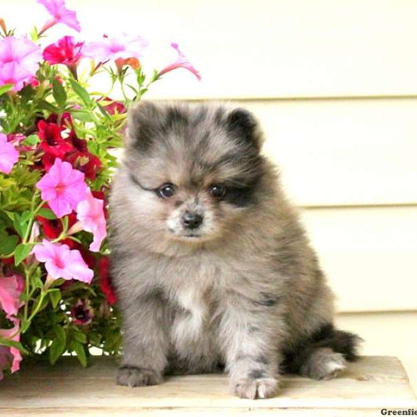 Nadene, Pomeranian Puppy