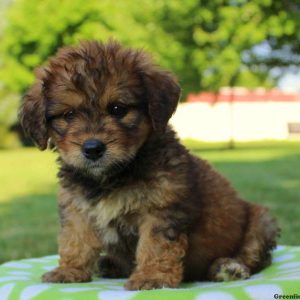 Nadene, Bernedoodle-Miniature Puppy