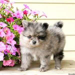 Nadene, Pomeranian Puppy