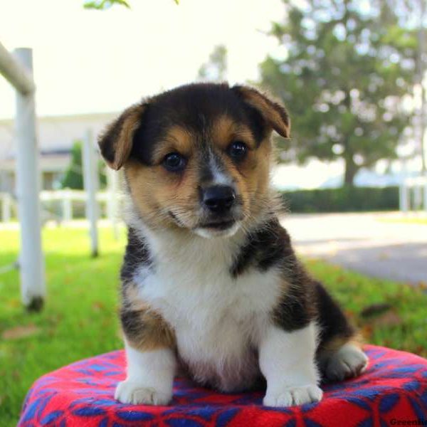 Nadia, Pembroke Welsh Corgi Puppy