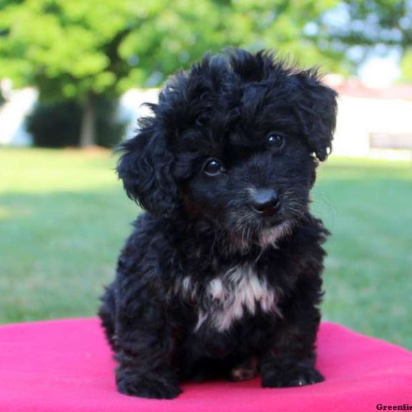 Nadia, Bernedoodle-Miniature Puppy