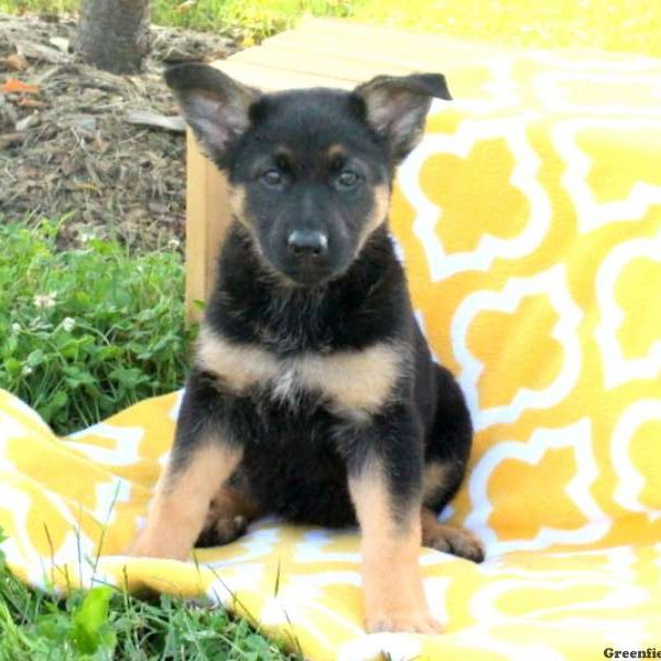 Nadia, German Shepherd Puppy