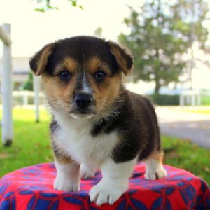 Nadia, Pembroke Welsh Corgi Puppy