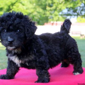 Nadia, Bernedoodle-Miniature Puppy