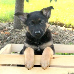 Nadia, German Shepherd Puppy
