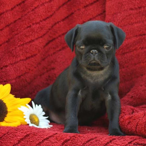 Nakita, Pug Puppy