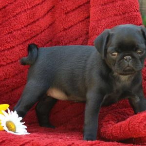 Nakita, Pug Puppy