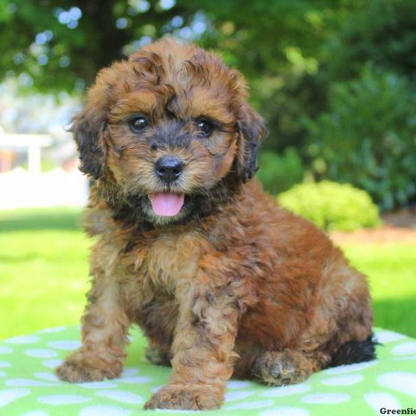 Nala, Bernedoodle-Miniature Puppy