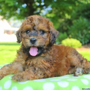 Nala, Bernedoodle-Miniature Puppy