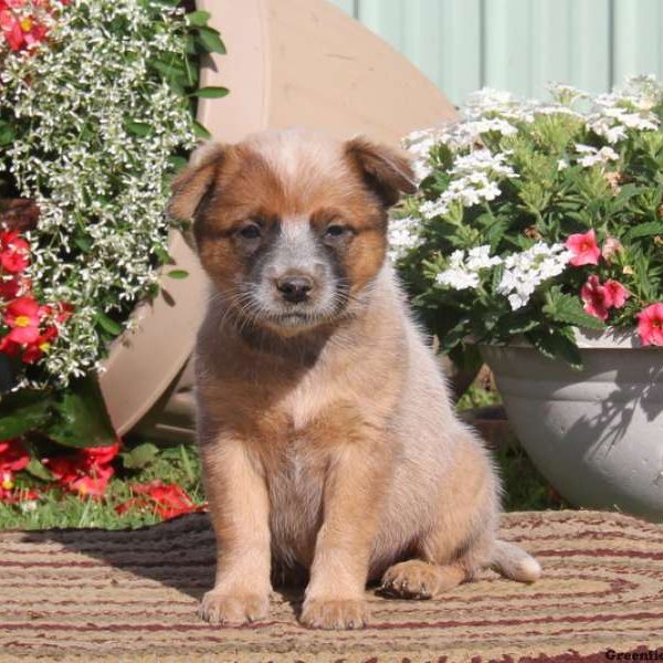 Nan-Red Heeler, Blue Heeler – Australian Cattle Dog Puppy