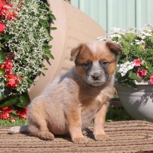 Nan-Red Heeler, Blue Heeler – Australian Cattle Dog Puppy