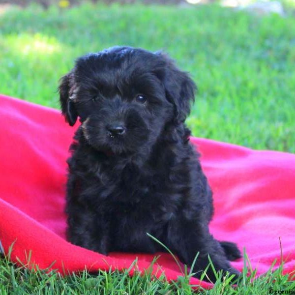 Nancey, Lhasa-Poo Puppy