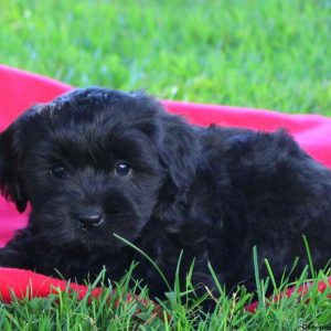 Nancey, Lhasa-Poo Puppy