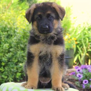 Nancy Mae, German Shepherd Puppy