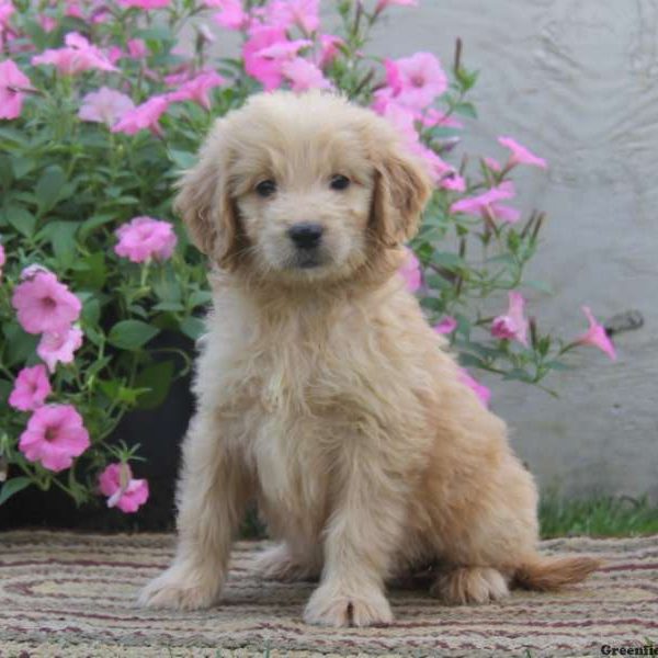 Nancy, Goldendoodle Puppy