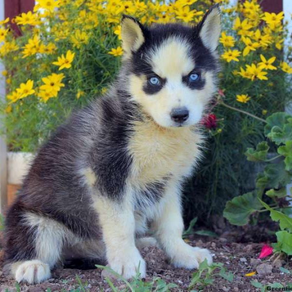 Nancy, Siberian Husky Puppy