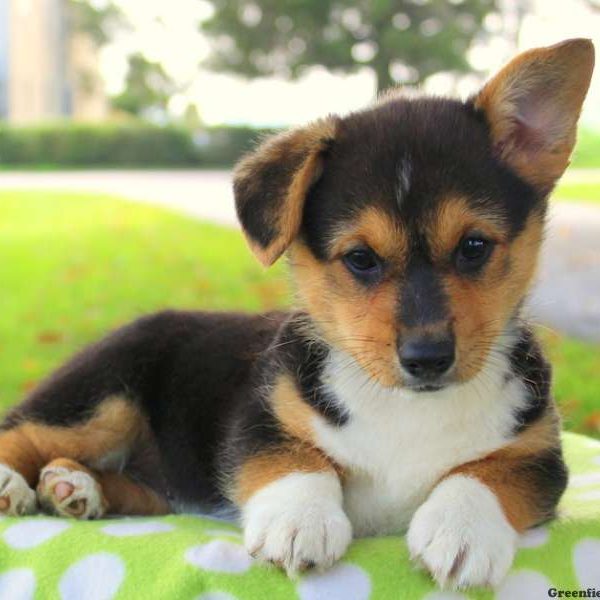 Nancy, Pembroke Welsh Corgi Puppy