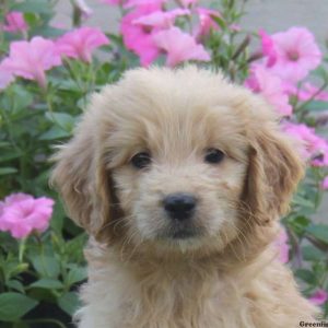 Nancy, Goldendoodle Puppy