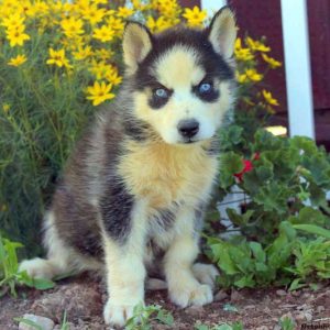 Nancy, Siberian Husky Puppy