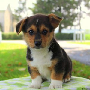 Nancy, Pembroke Welsh Corgi Puppy