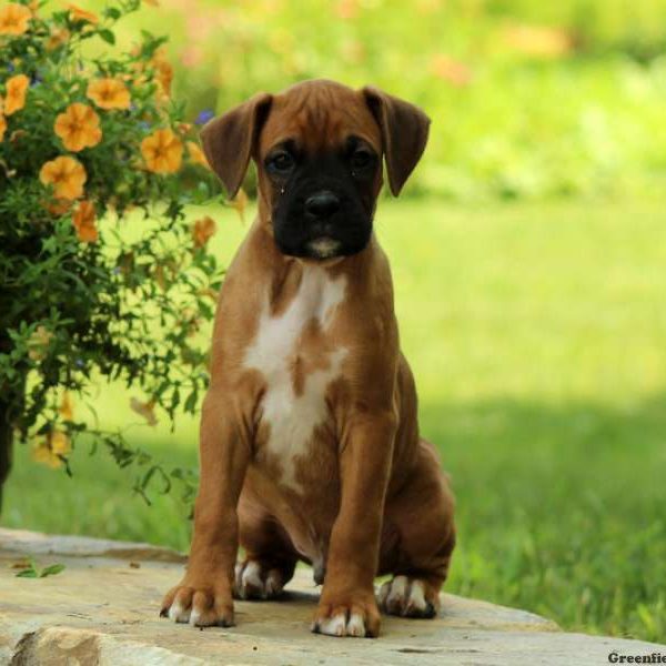 Napoleon, Boxer Puppy