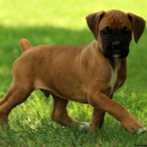 Napoleon, Boxer Puppy