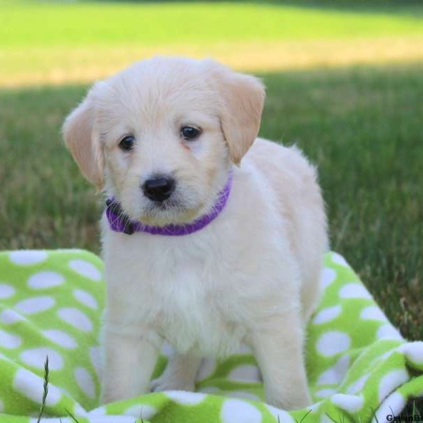 Nash, Labradoodle-Miniature Puppy