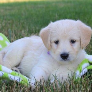 Nash, Labradoodle-Miniature Puppy