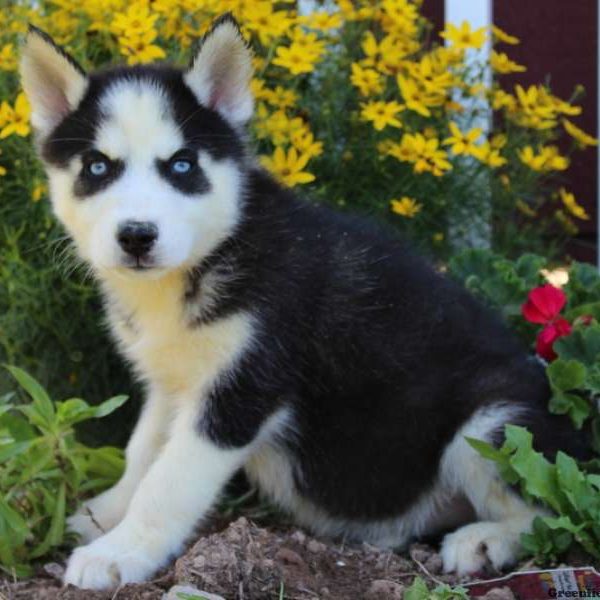 Natalie, Siberian Husky Puppy