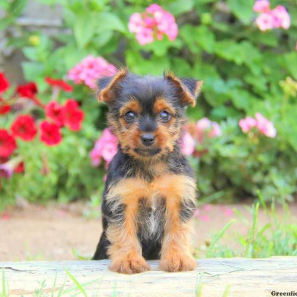 Natalie, Yorkshire Terrier Puppy