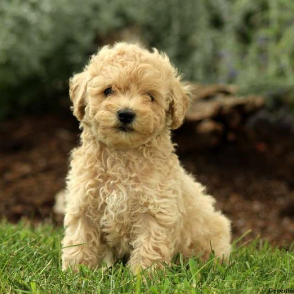 Natalie, Miniature Poodle Puppy