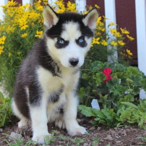 Natalie, Siberian Husky Puppy