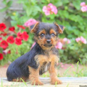 Natalie, Yorkshire Terrier Puppy