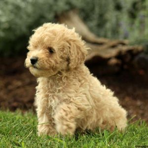 Natalie, Miniature Poodle Puppy