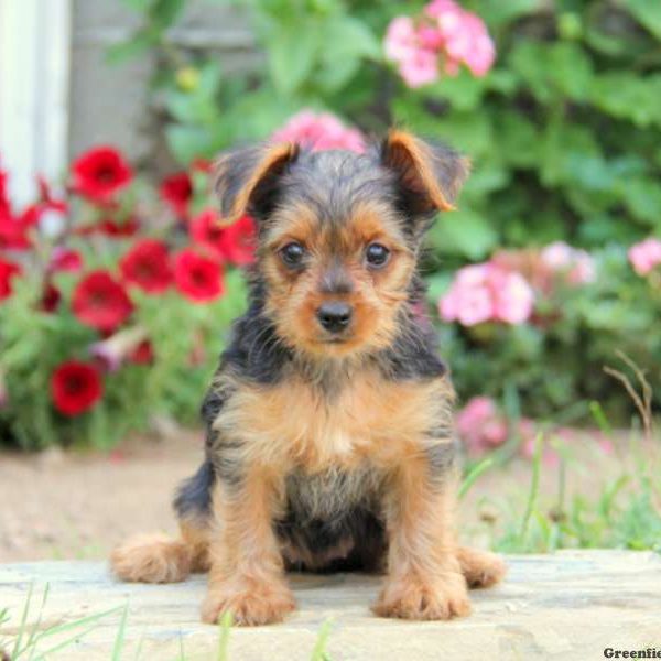 Natasha, Yorkshire Terrier Puppy