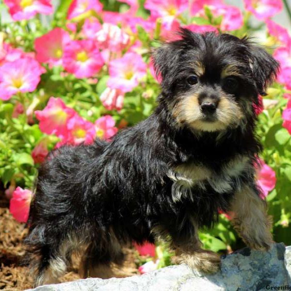 Natasha, Morkie / Yorktese Puppy