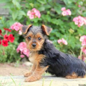 Natasha, Yorkshire Terrier Puppy