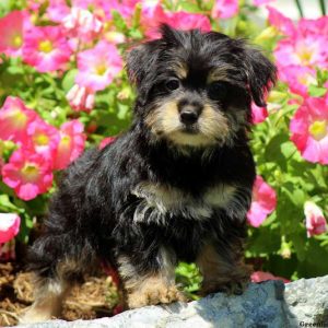 Natasha, Morkie / Yorktese Puppy