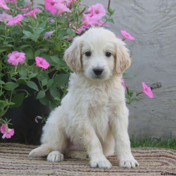 Nathan, Goldendoodle Puppy