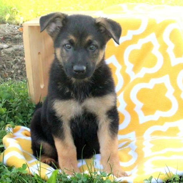 Nathan, German Shepherd Puppy