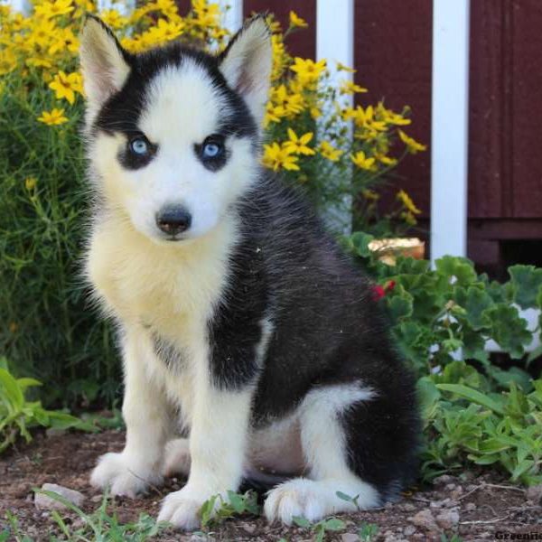 Nathan, Siberian Husky Puppy