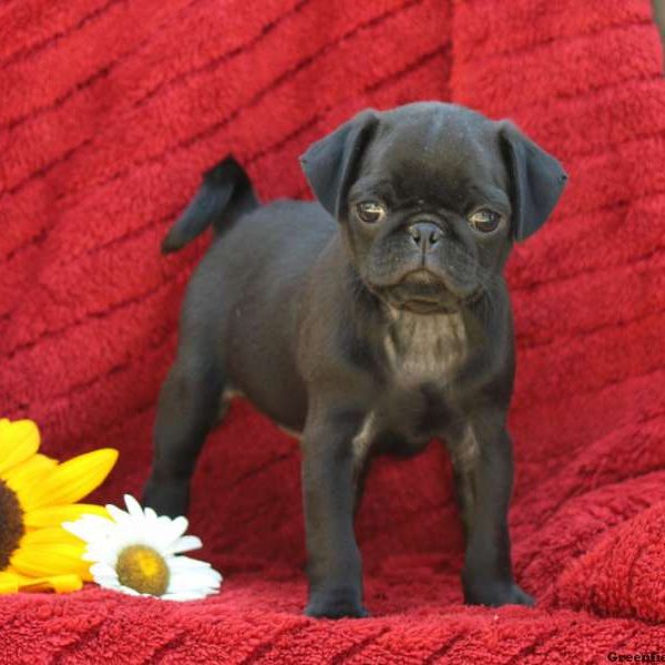 Nathan, Pug Puppy