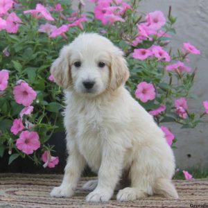 Nathan, Goldendoodle Puppy