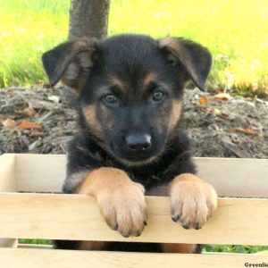 Nathan, German Shepherd Puppy