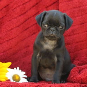 Nathan, Pug Puppy