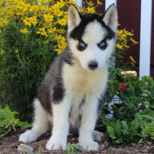 Nathan, Siberian Husky Puppy